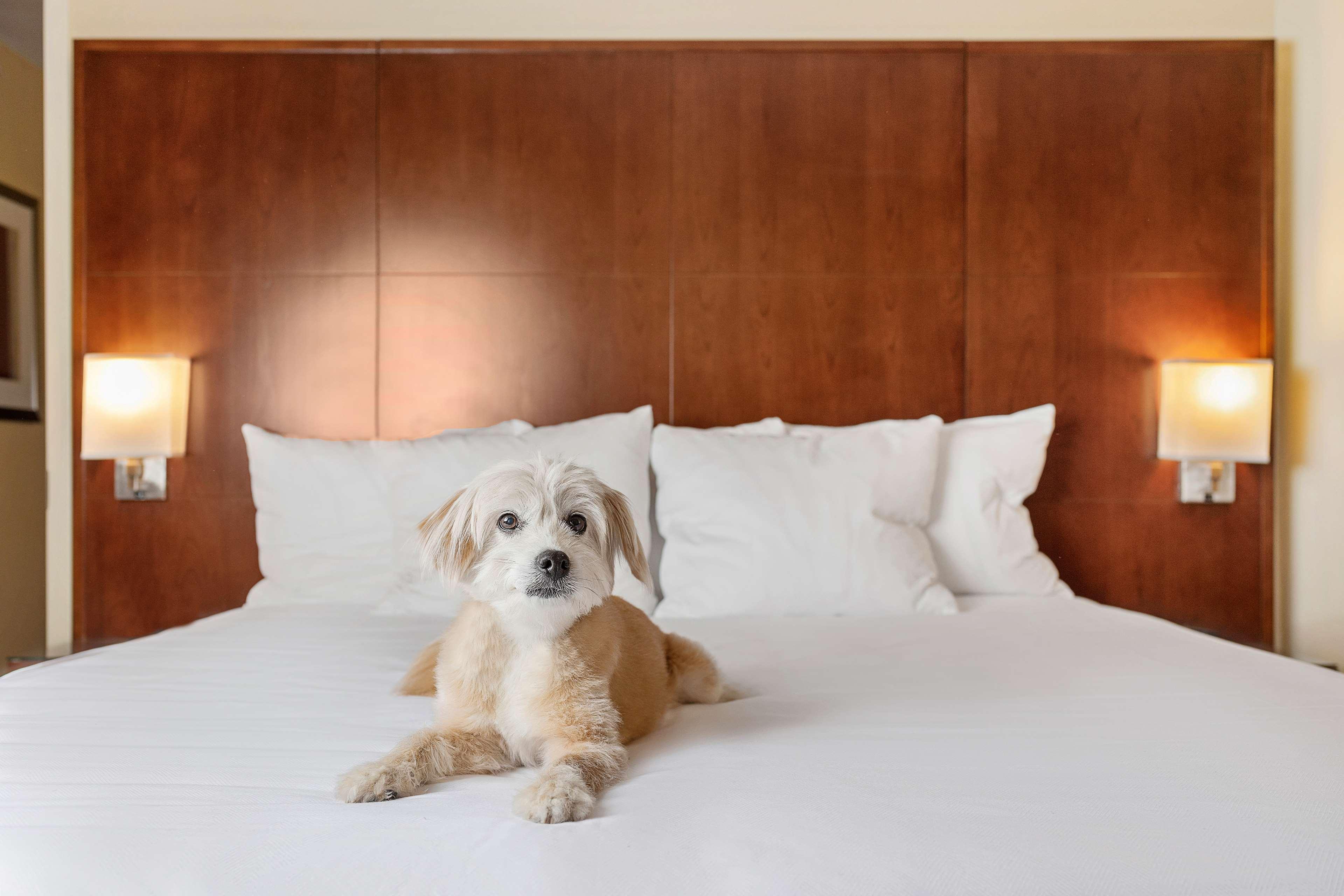 Hotel Hyatt Regency Downtown 4*
